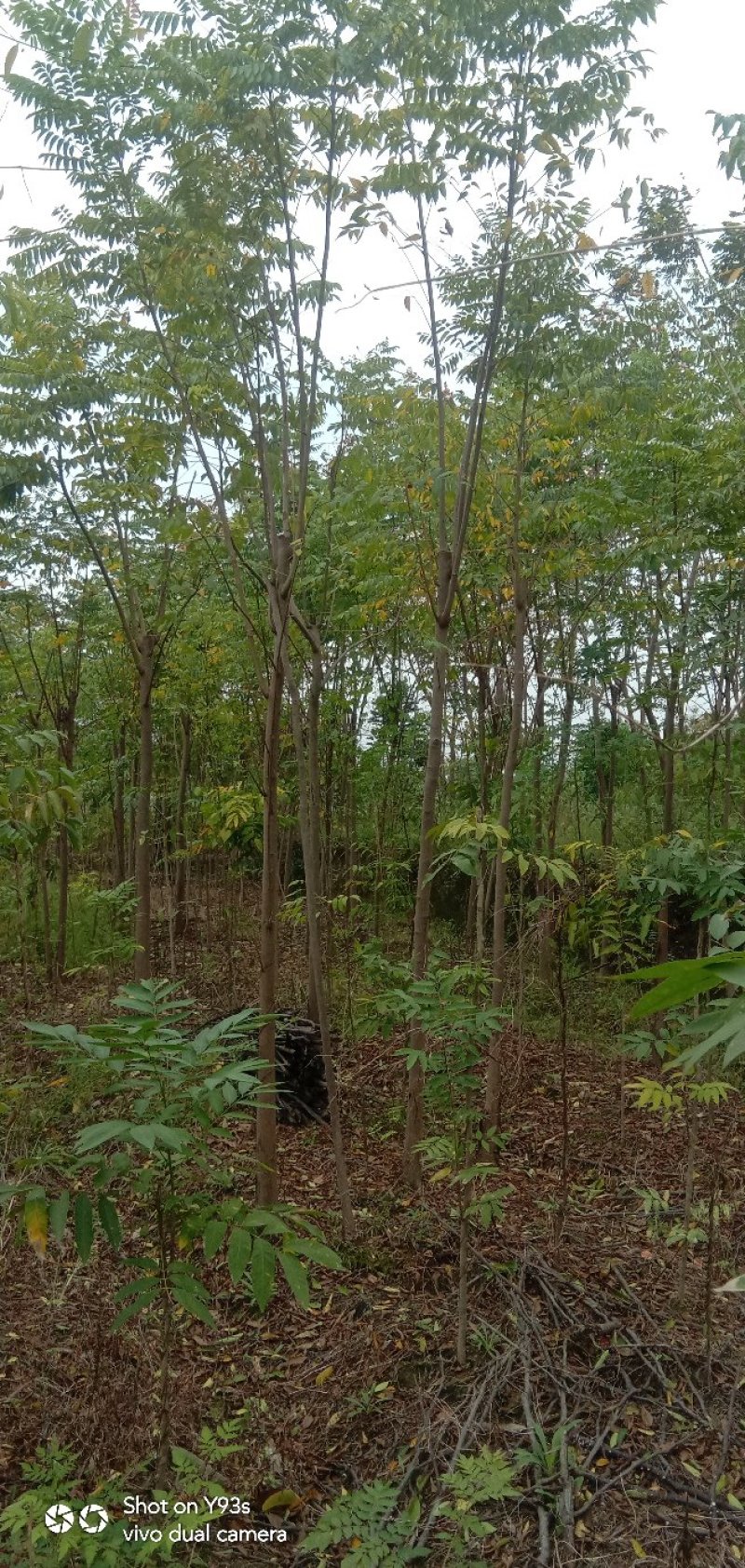栾树，大量供应各种规格栾树江西九江