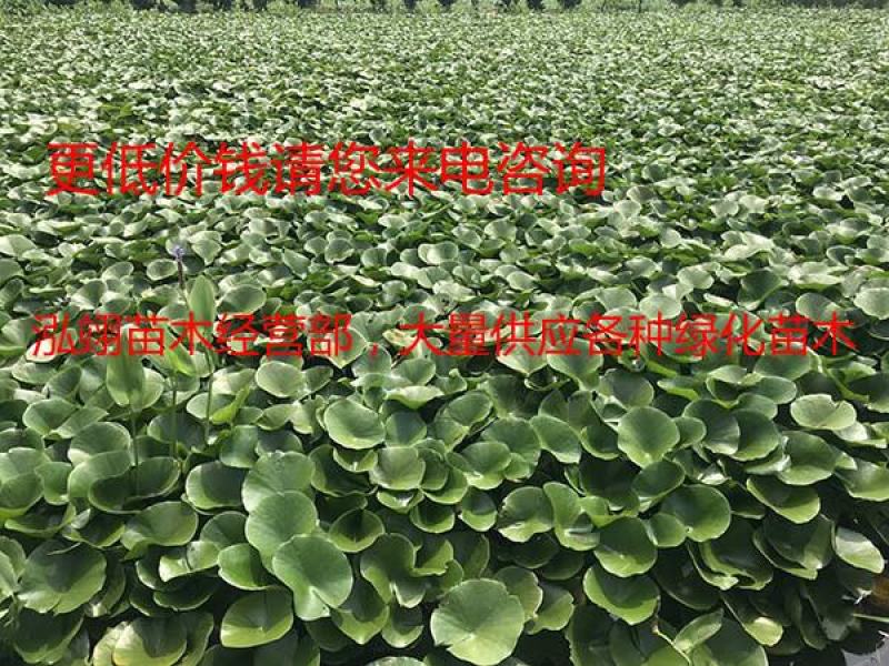 常年批发零售睡莲苗价格优惠规格齐全花色齐全