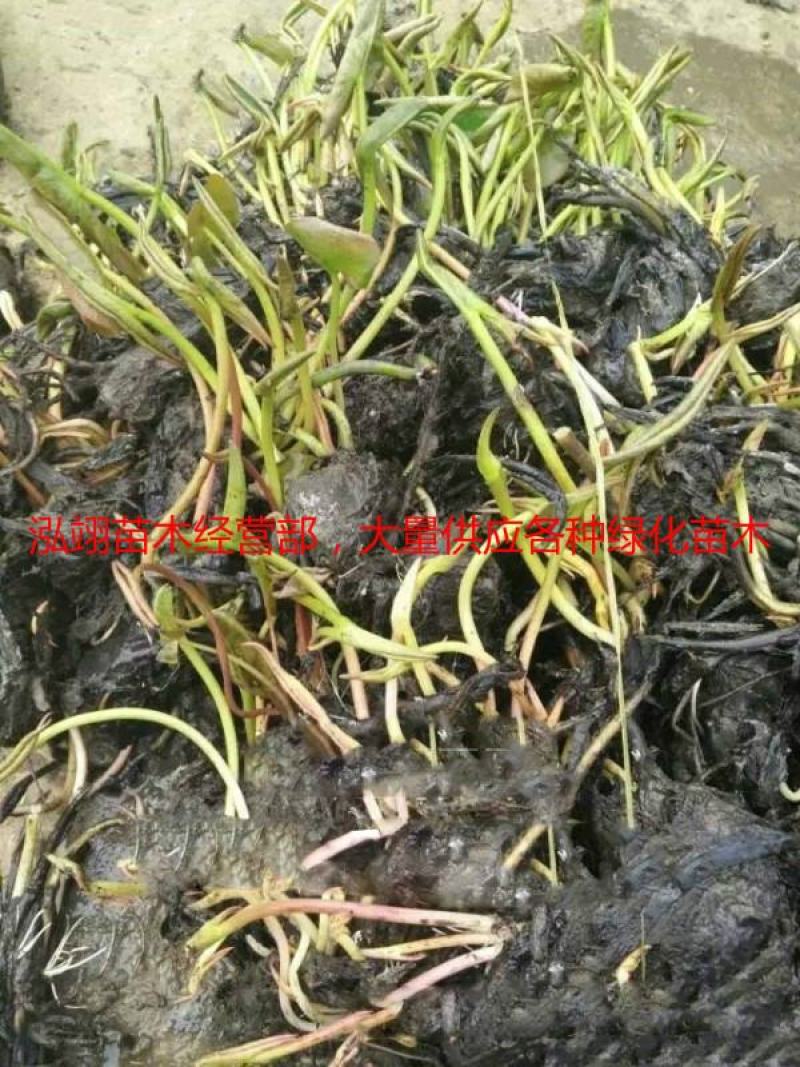 常年批发零售睡莲苗价格优惠规格齐全花色齐全