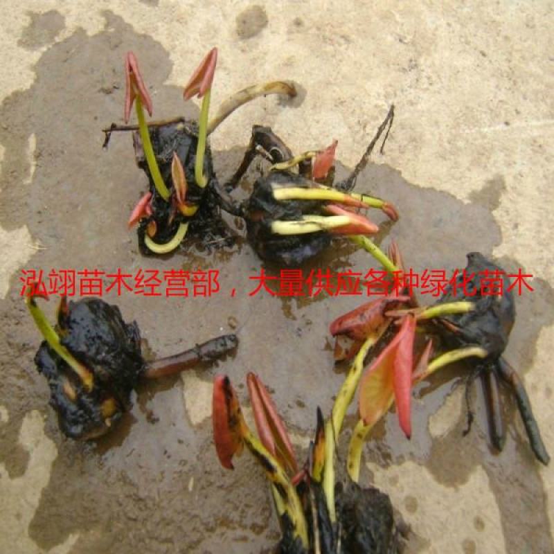 常年批发零售睡莲苗价格优惠规格齐全花色齐全