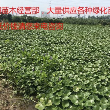 常年批发零售睡莲苗价格优惠规格齐全花色齐全