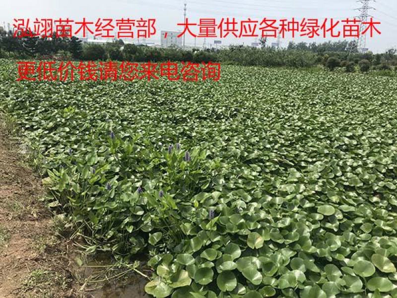 常年批发零售睡莲苗价格优惠规格齐全花色齐全