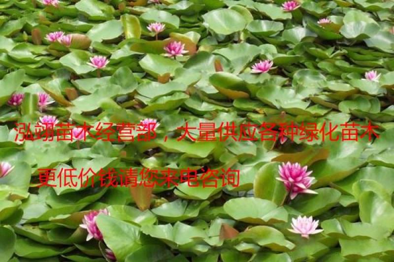 常年批发零售睡莲苗价格优惠规格齐全花色齐全