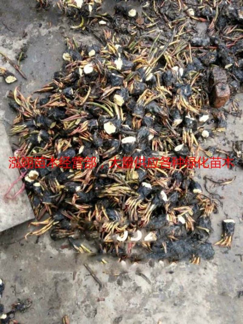 常年批发零售睡莲苗价格优惠规格齐全花色齐全