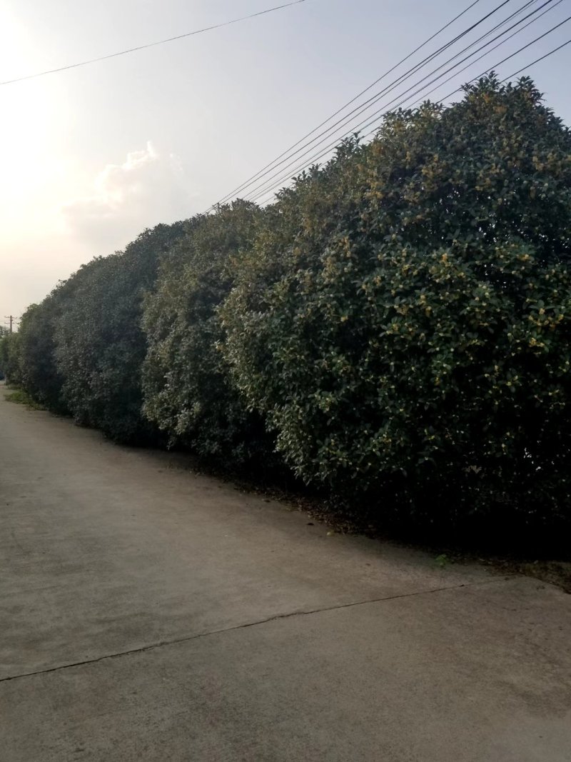桂花树，九江诚信苗木欢迎全国各地老板来电咨询。