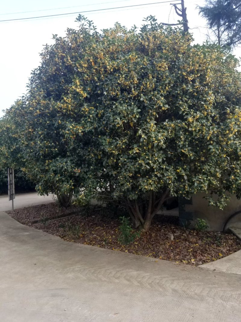 桂花树，九江诚信苗木欢迎全国各地老板来电咨询。