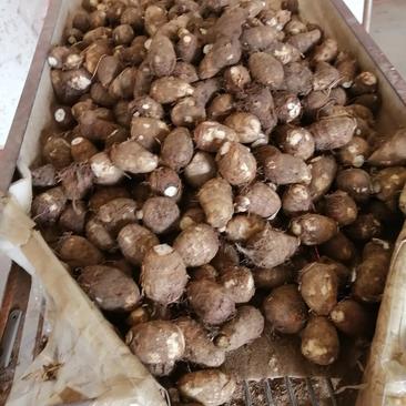 山东8520芋头，规格齐全产地直供，质量好价格便宜，代发全国