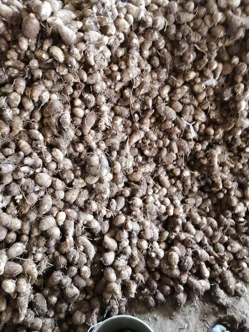 山东8520芋头，规格齐全产地直供，质量好价格便宜，代发全国