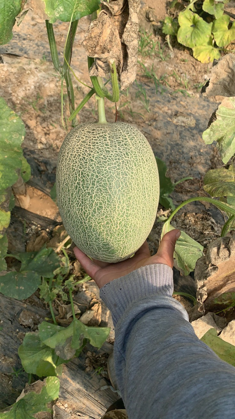 河北饶阳小蜜25哈密瓜甜瓜产地直供口感脆甜