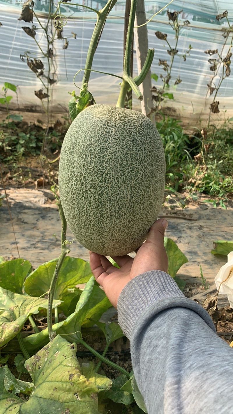 河北饶阳小蜜25哈密瓜甜瓜产地直供口感脆甜