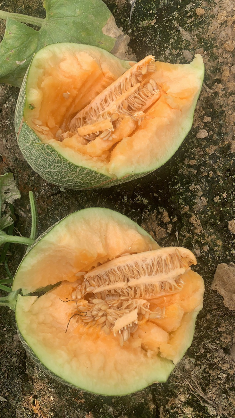河北饶阳小蜜25哈密瓜甜瓜产地直供口感脆甜