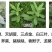 给力锄51%2甲草甘膦200克园林荒地除杂草灭生除草剂