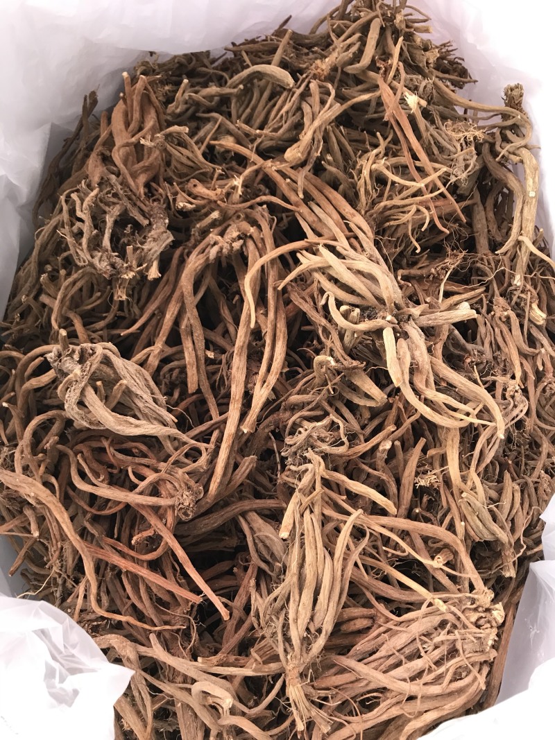 大蓟。中药材野生品种。