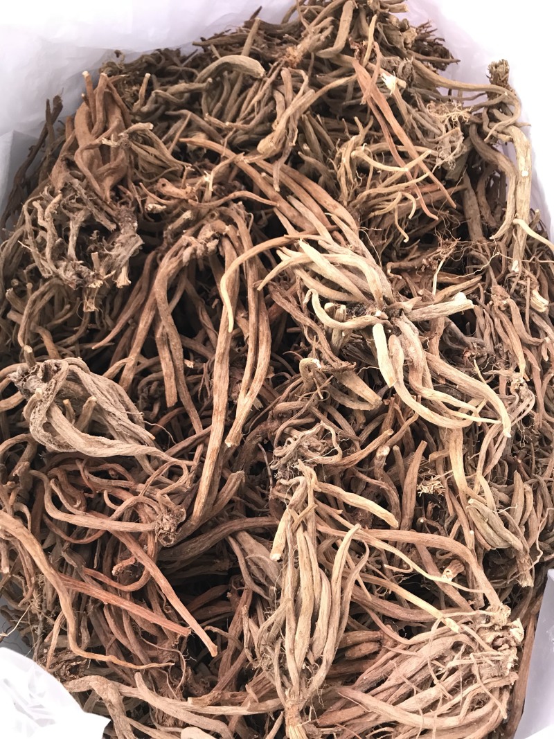 大蓟。中药材野生品种。