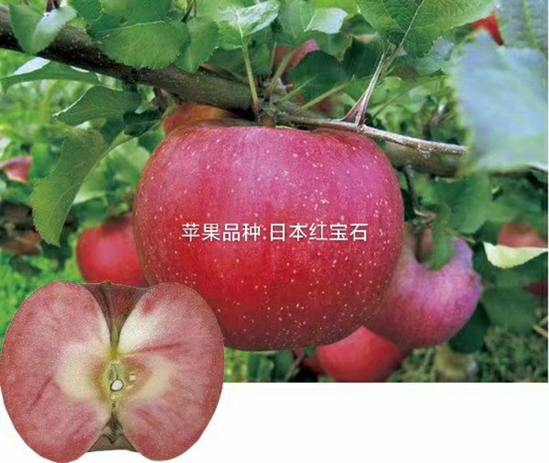 红肉富士苹果苗品种单果售高，日本红宝石甜苹果