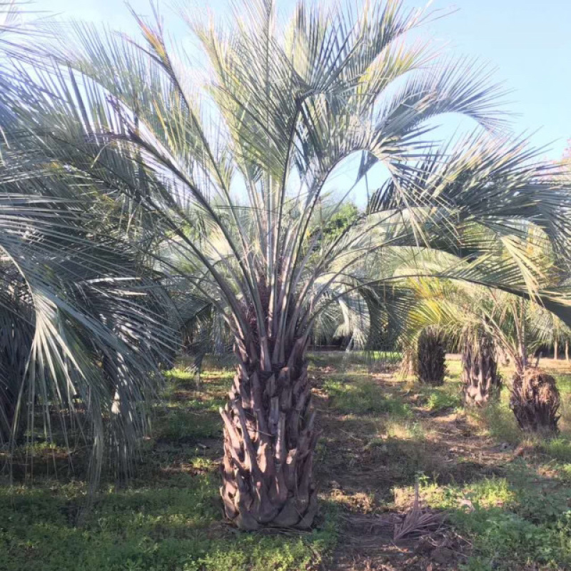 布迪椰子树全国大型种植基地福建漳州布迪椰子产地直销批发