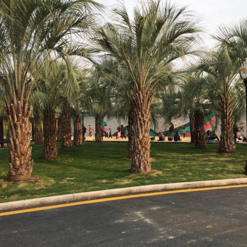 布迪椰子树全国大型种植基地福建漳州布迪椰子产地直销批发
