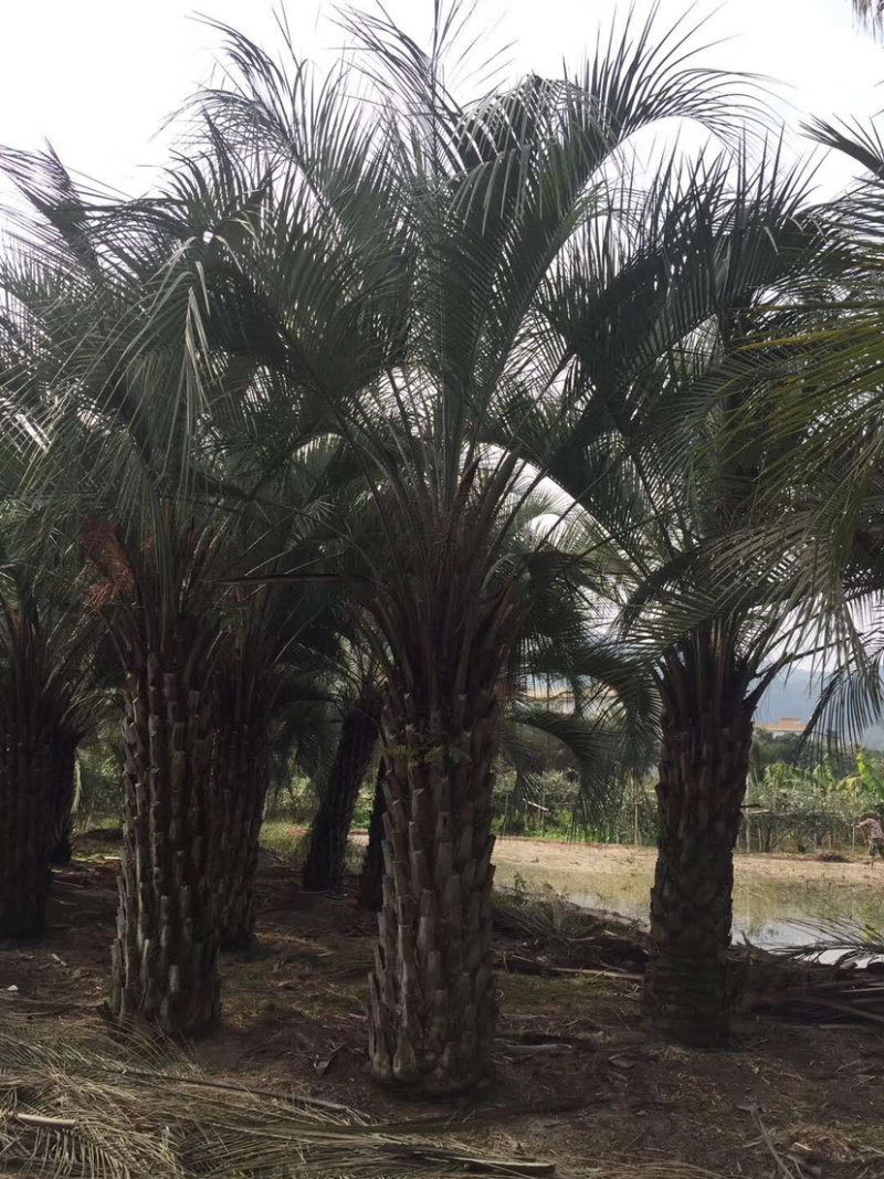 布迪椰子树全国大型种植基地福建漳州布迪椰子产地直销批发