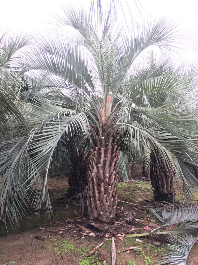 布迪椰子树全国大型种植基地福建漳州布迪椰子产地直销批发