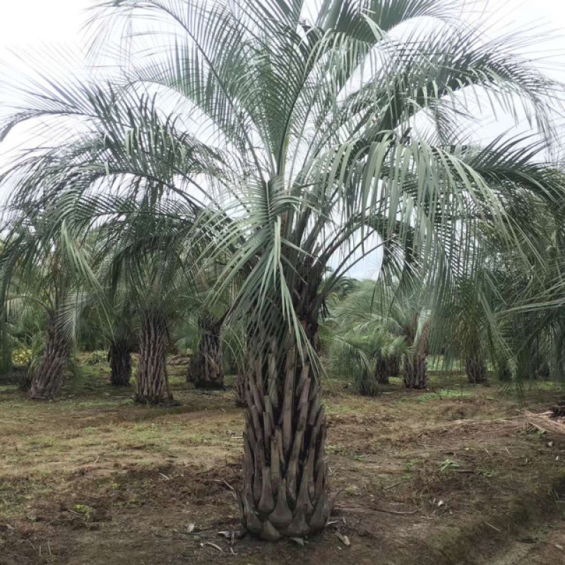 布迪椰子树全国大型种植基地福建漳州布迪椰子产地直销批发