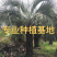 布迪椰子树全国大型种植基地福建漳州布迪椰子产地直销批发