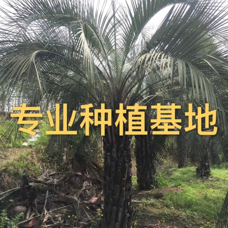 布迪椰子树全国大型种植基地福建漳州布迪椰子产地直销批发