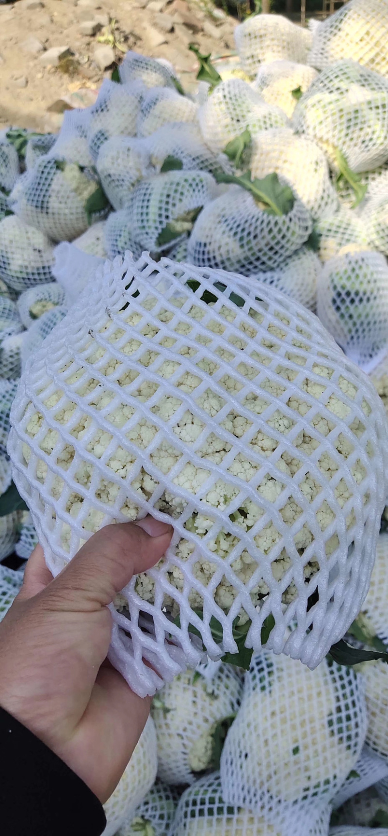 新野县有机花3斤左右大量上市中联系欢迎新老客户洽谈