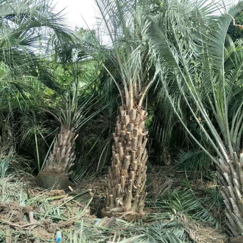 布迪椰子树全国大型种植基地福建漳州布迪椰子产地直销批发