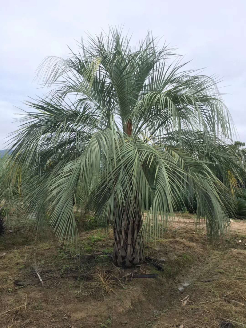 布迪椰子树全国大型种植基地福建漳州布迪椰子产地直销批发