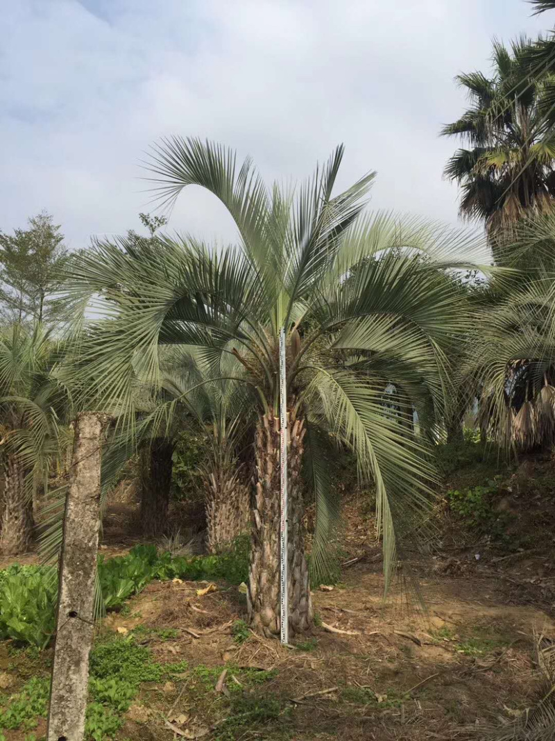 布迪椰子树全国大型种植基地福建漳州布迪椰子产地直销批发