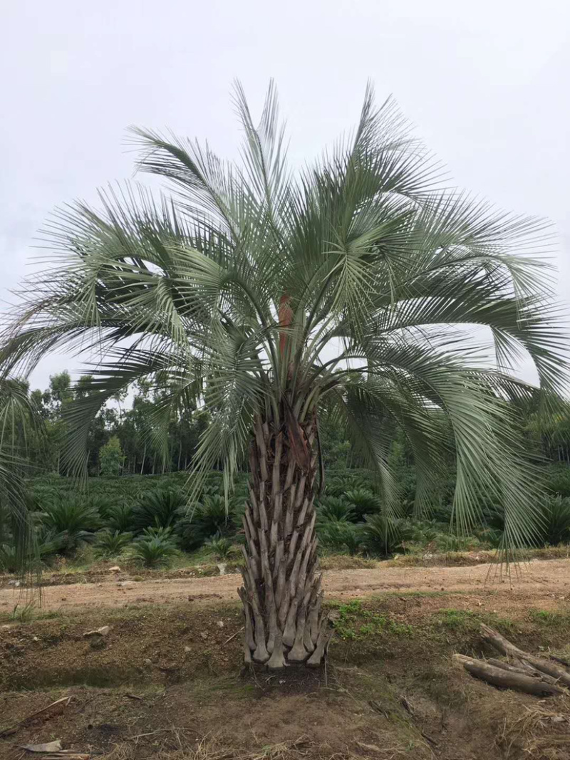 布迪椰子树全国大型种植基地福建漳州布迪椰子产地直销批发