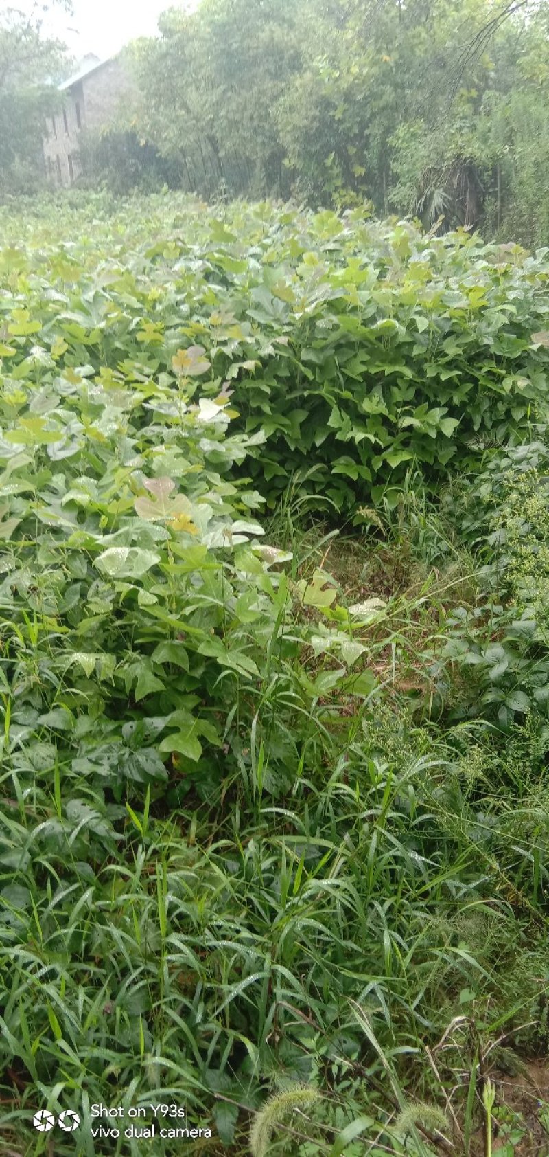 马褂木，江西九江供应各种规格的。