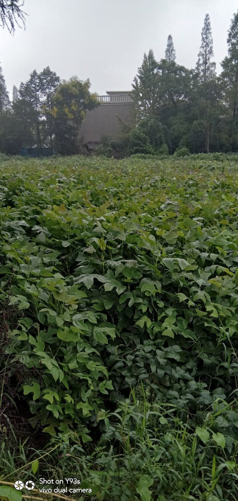 马褂木，江西九江供应各种规格的。