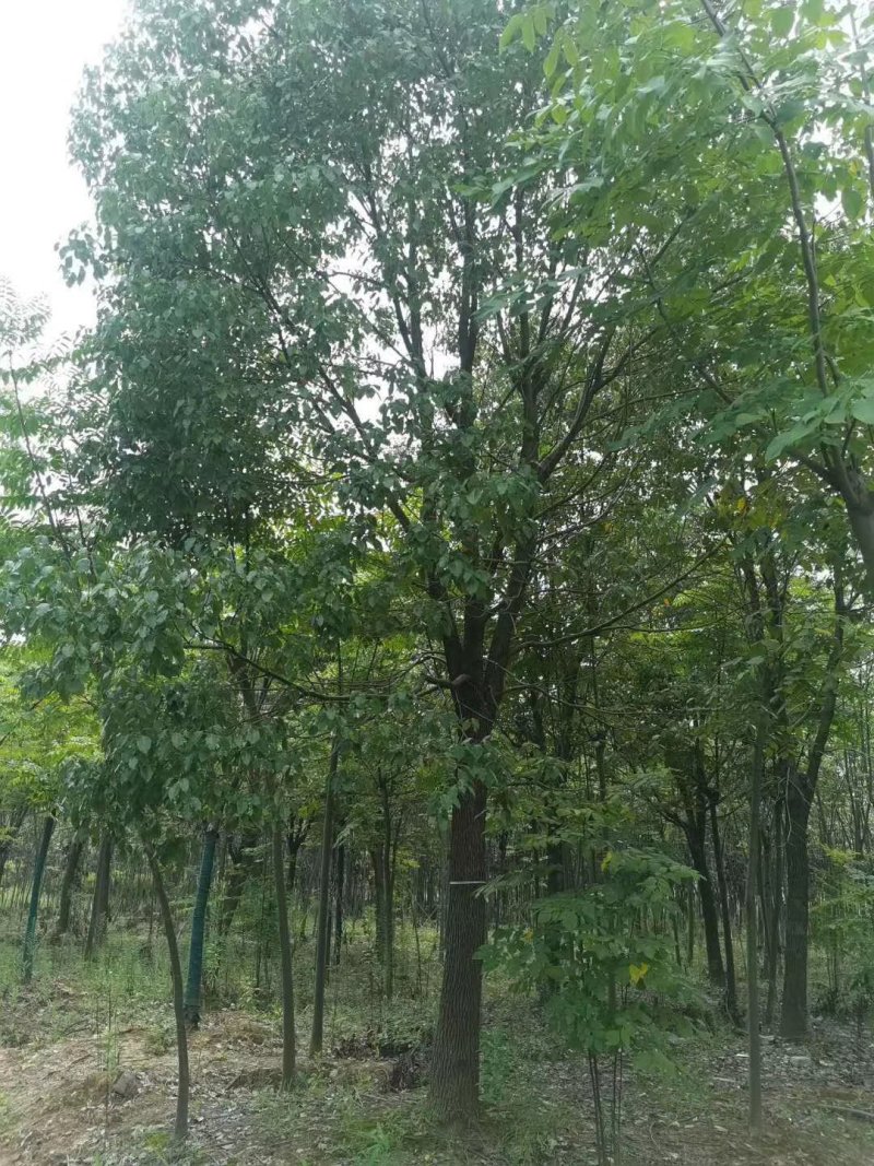 香樟树，九江诚信苗木欢迎全国各地老板来电咨询。