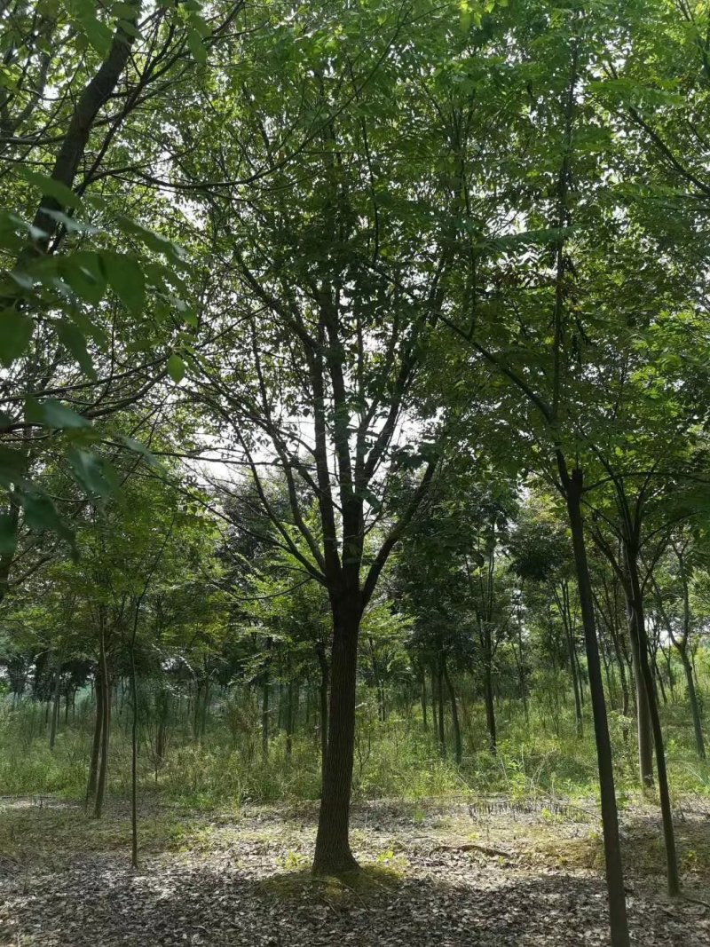 香樟树，九江诚信苗木欢迎全国各地老板来电咨询。