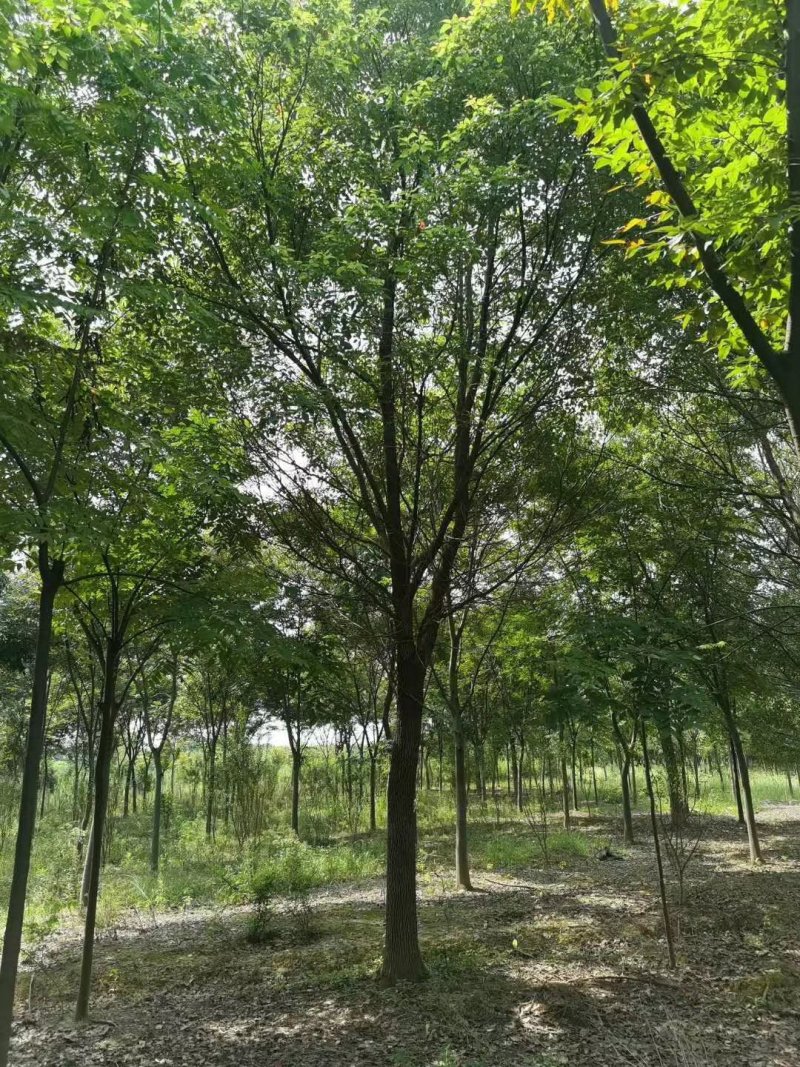 香樟树，九江诚信苗木欢迎全国各地老板来电咨询。
