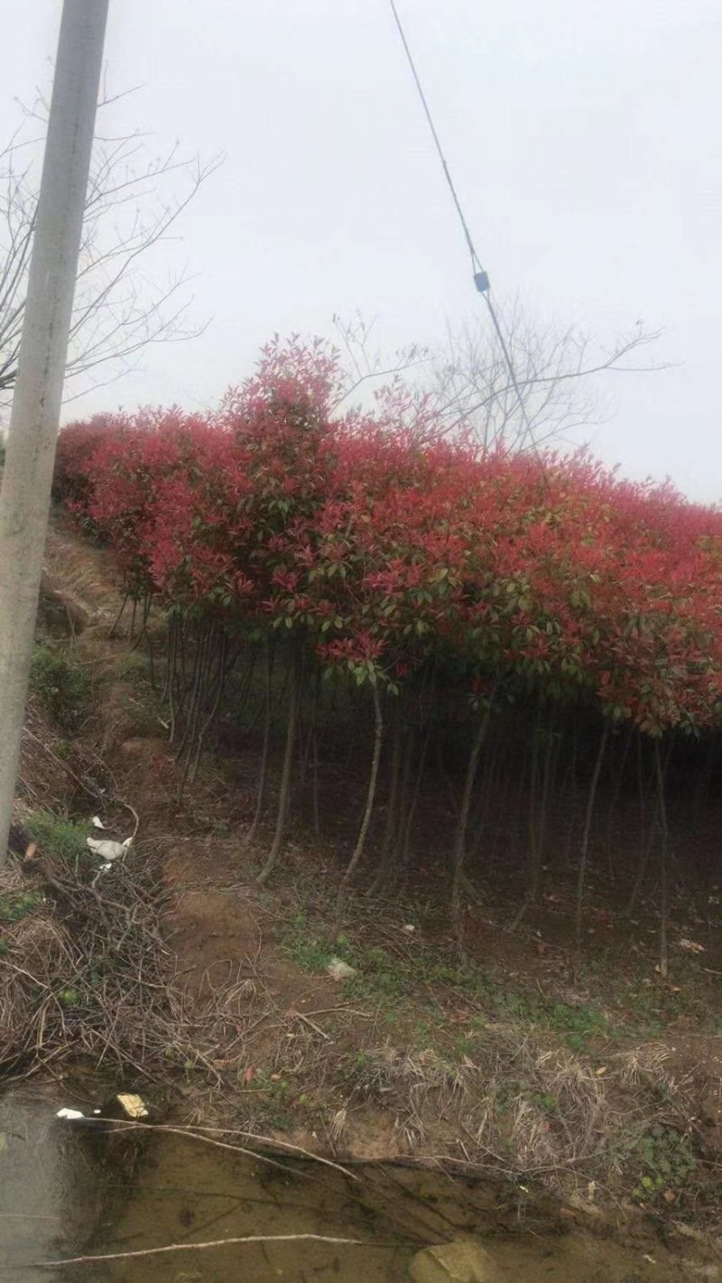 红叶石楠毛球，大量供应。