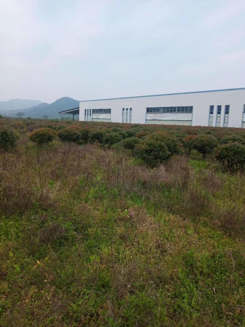 红叶石楠毛球，大量供应。