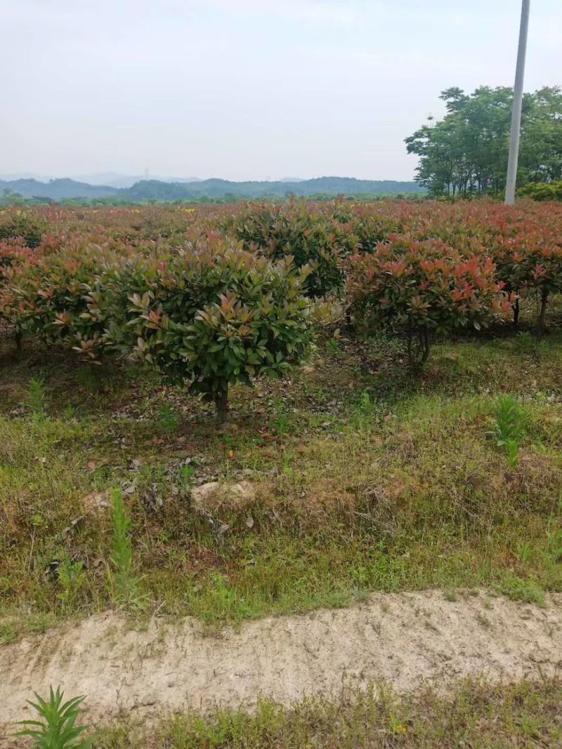 红叶石楠毛球，大量供应。