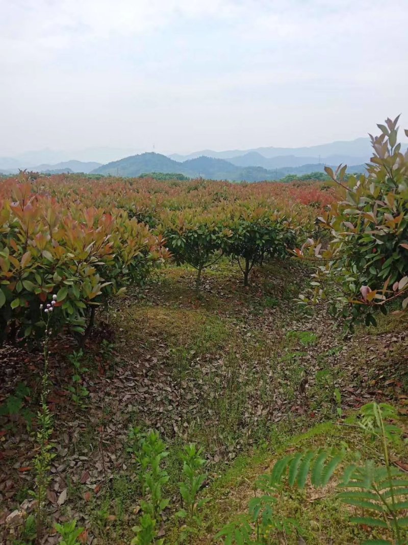 红叶石楠毛球，大量供应。