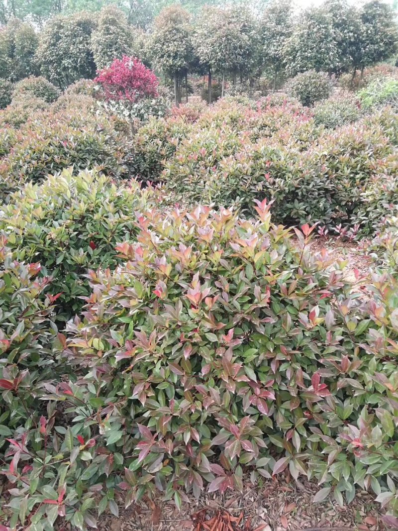 红叶石楠毛球，大量供应。