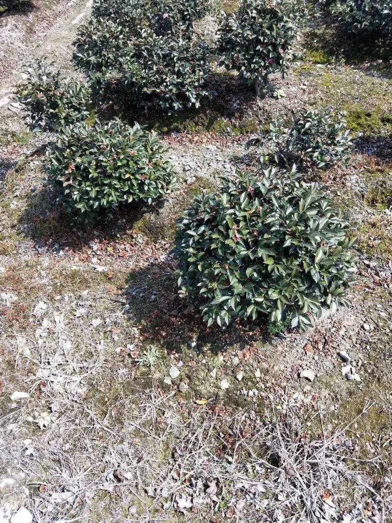 红叶石楠毛球，大量供应。