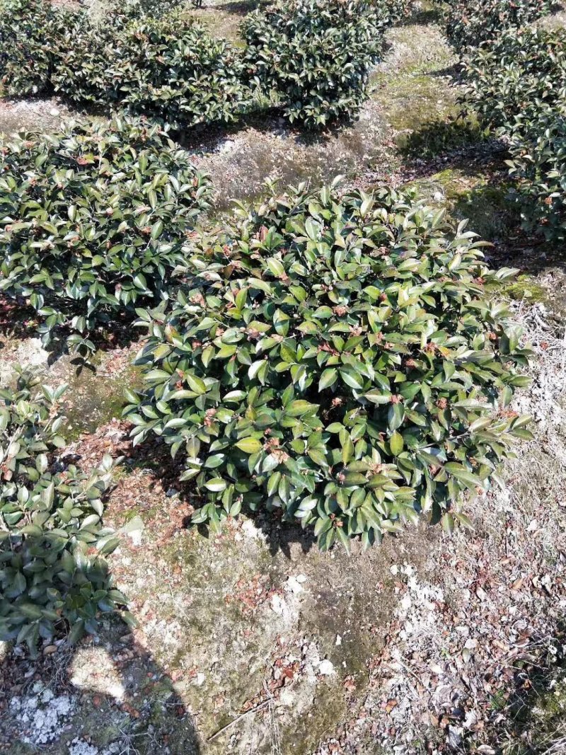 红叶石楠毛球，大量供应。