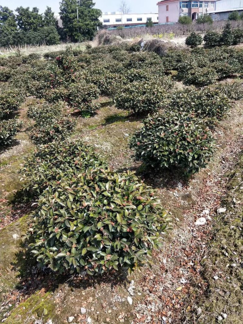 红叶石楠毛球，大量供应。