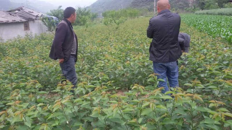 翠红李青翠李今年嫁接树苗8元一株嫁接好三年的苗30元株
