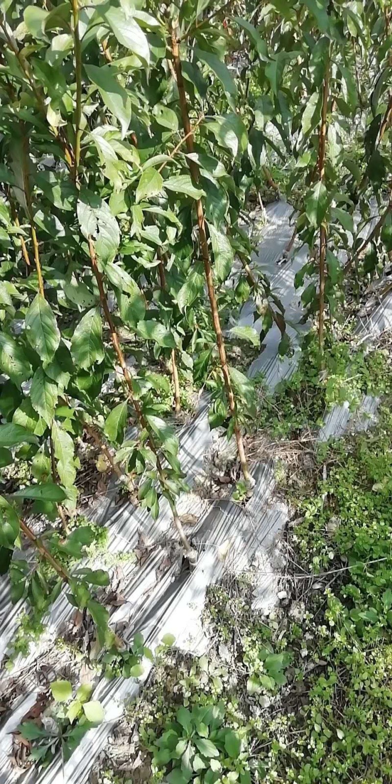 翠红李青翠李今年嫁接树苗8元一株嫁接好三年的苗30元株