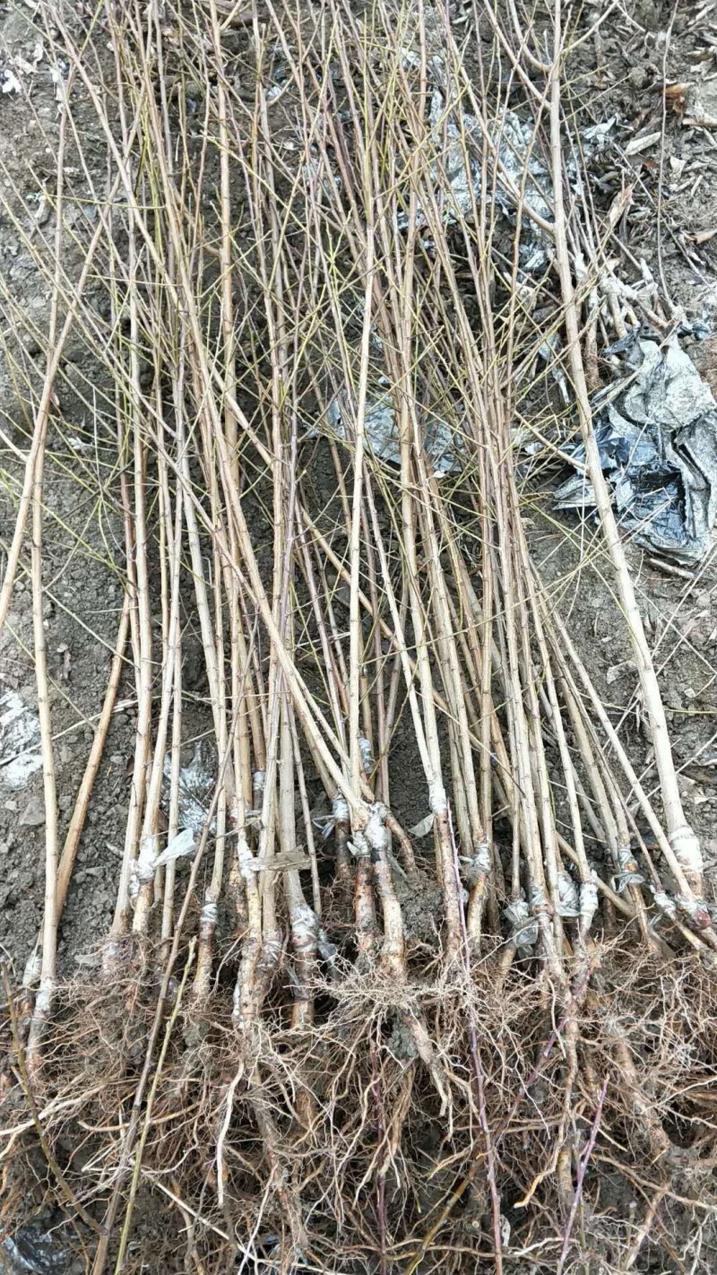 翠红李青翠李今年嫁接树苗8元一株嫁接好三年的苗30元株