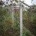 四川眉山猕猴桃水泥柱，高度2.4米，四根钢筋