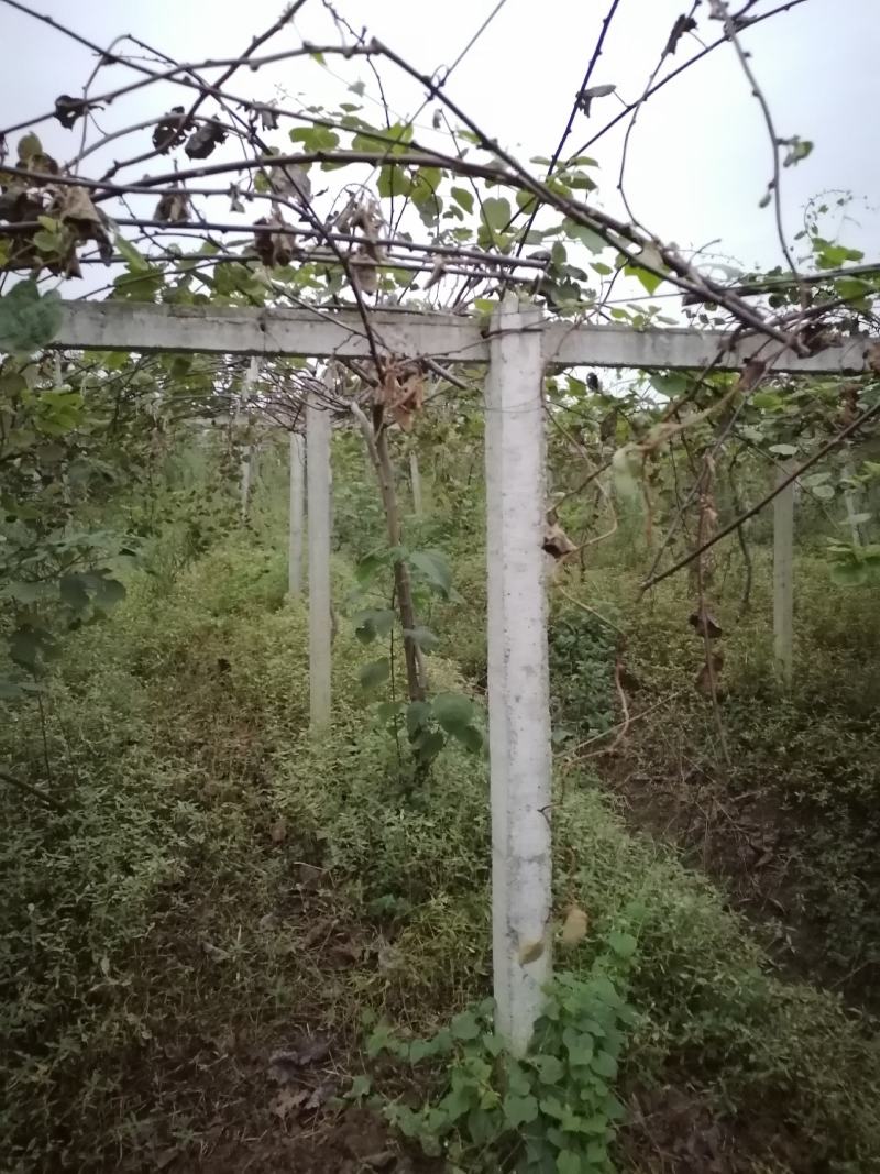 四川眉山猕猴桃水泥柱，高度2.4米，四根钢筋