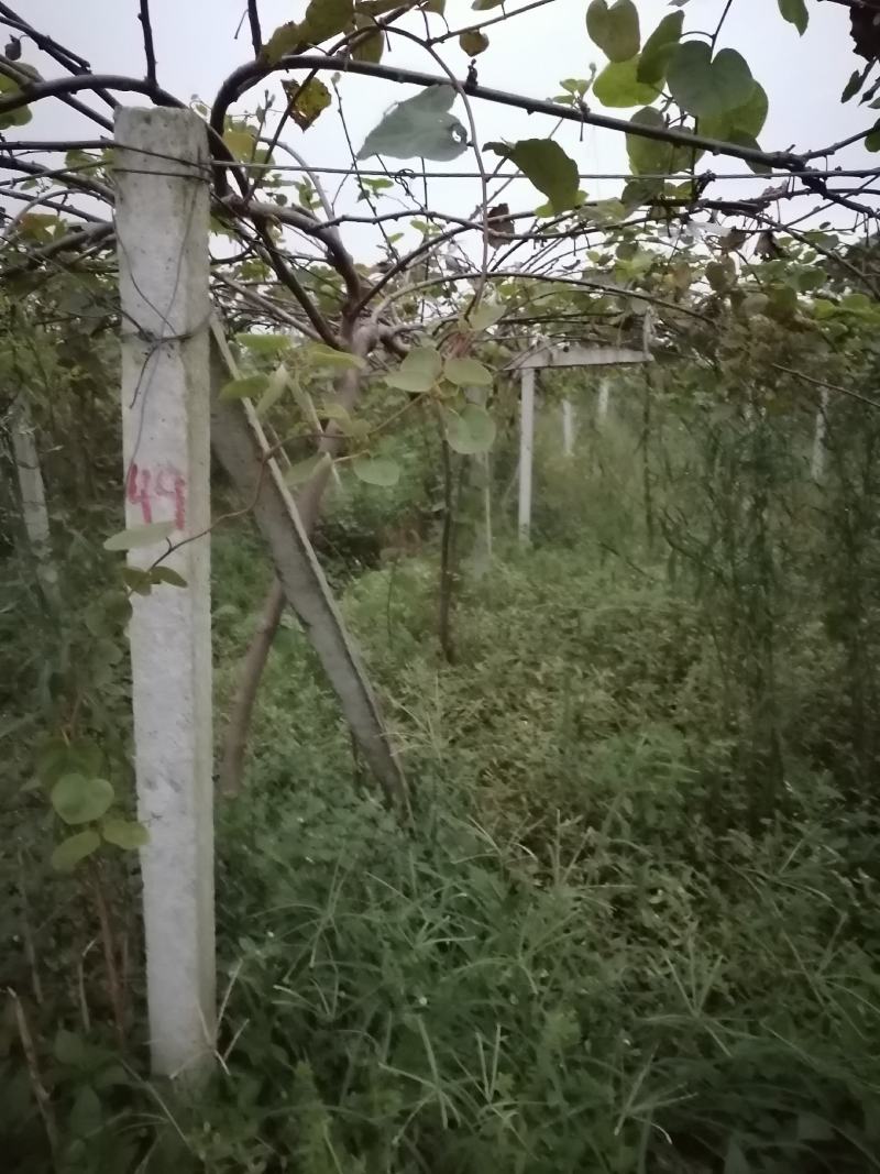 四川眉山猕猴桃水泥柱，高度2.4米，四根钢筋